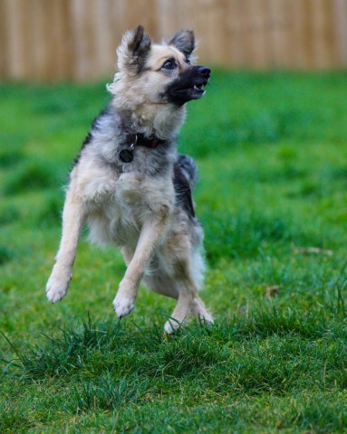 Hund: Epiphany kriegt keine Besucher - Tierheim startet Aufruf