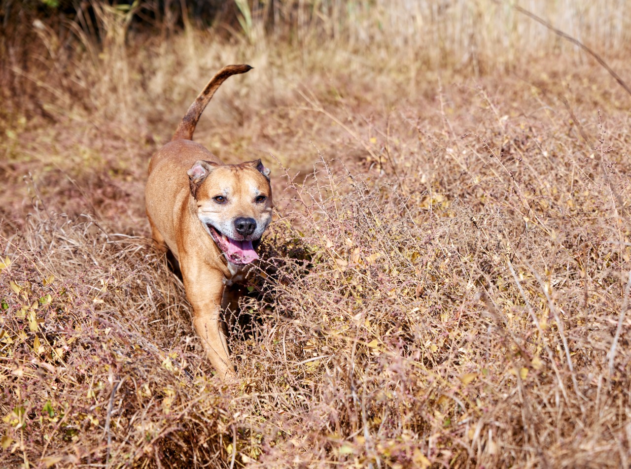 Hund: Ein Pitbull hat einen Vierjährigen angegriffen. (Symbolbild)