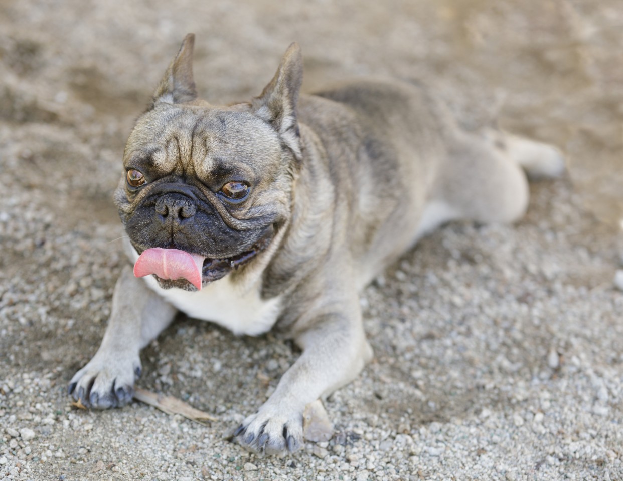 Sie wollte nur ihren Fußboden putzen – am Ende bangte sie um ihren Hund! (Symbolbild)