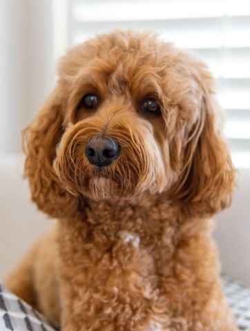 Tödliche Tragödie um einen Hund in Schottland! (Symbolbild)