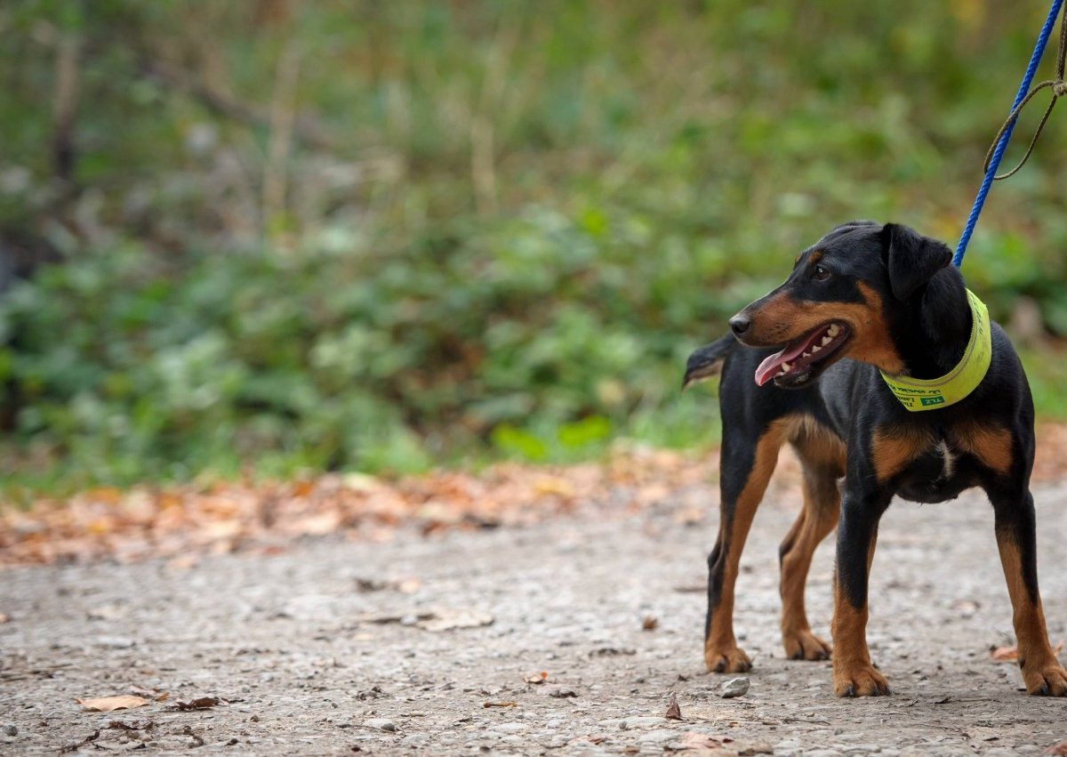 hund.jpg