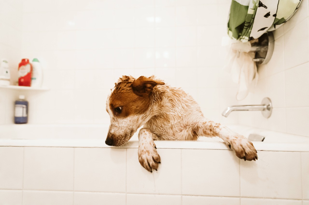 Sie wolte ihr Tier nur waschen, doch plötzlich hat diese Frau einen bunten Hund. (Symbolbild). 