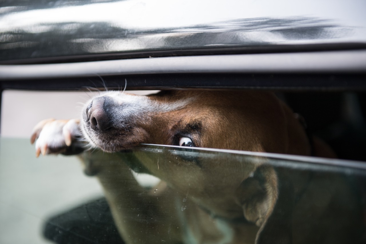 Hund: Hitze im Auto kann für Vierbeiner schnell zur tödlichen Gefahr werden. (Symbolbild)