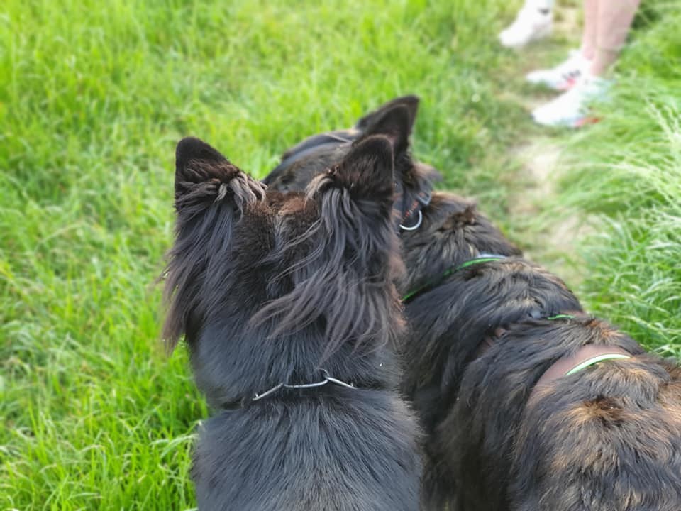 Hund in Essen: Joschi und der männliche Schäferhund verstehen sich auf Anhieb gut. 