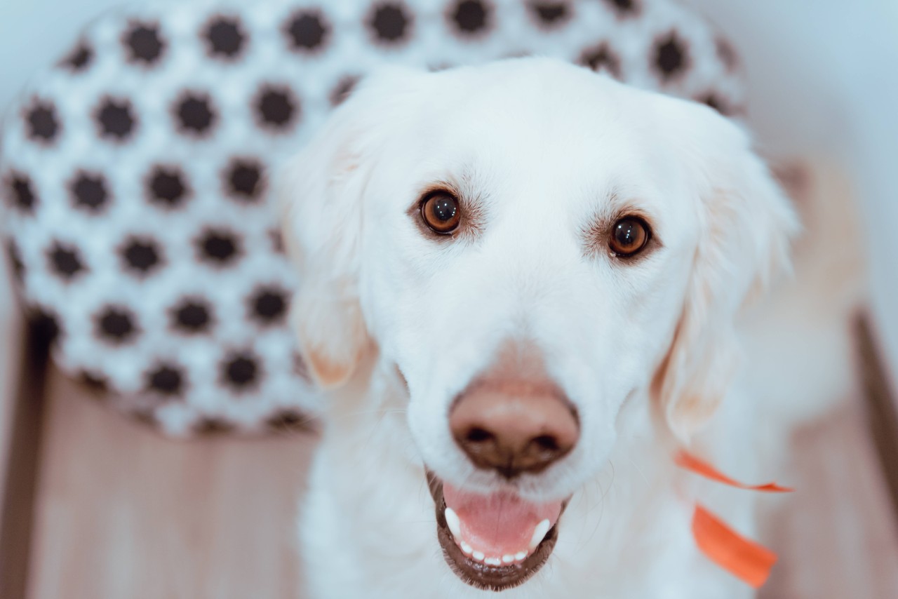 Hund: Der Vierbeiner zog während des Interviews plötzlich alle Blicke auf sich. (Symbolbild)