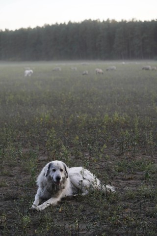Hund: Ein schwer verletzter Hund musste stundenlang allein auf einem Feld ausharren. (Symbolbild)