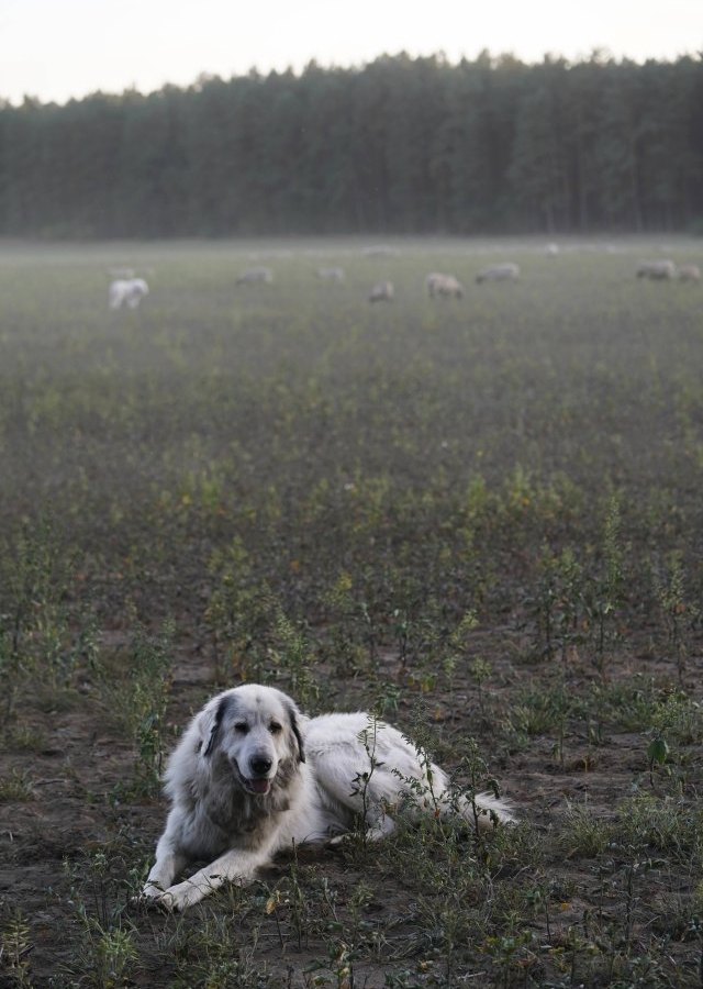 hund.jpg