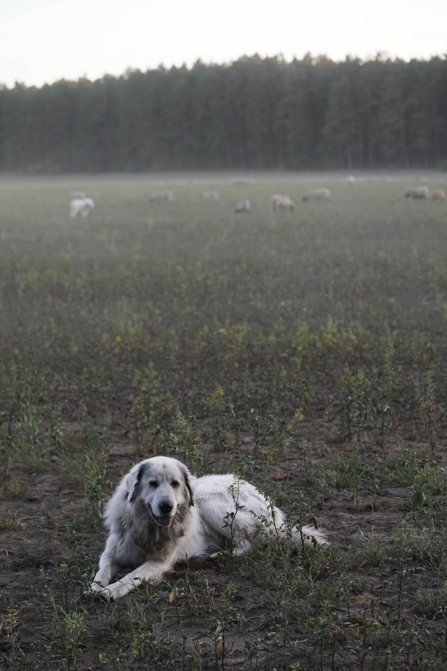 hund.jpg