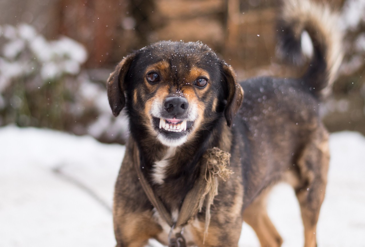 Zähnefletschen und Knurren sind kein gutes Zeichen in der Beziehung zwischen Mensch und Hund.