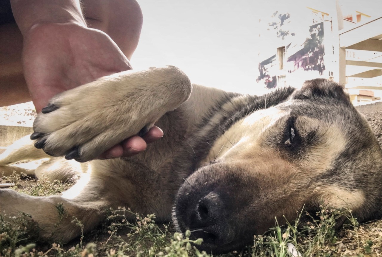 Hund: Ein Vierbeiner steckte in einer Abflussrinne fest, dann stellte sich Schlimmes heraus. (Symbolbild)