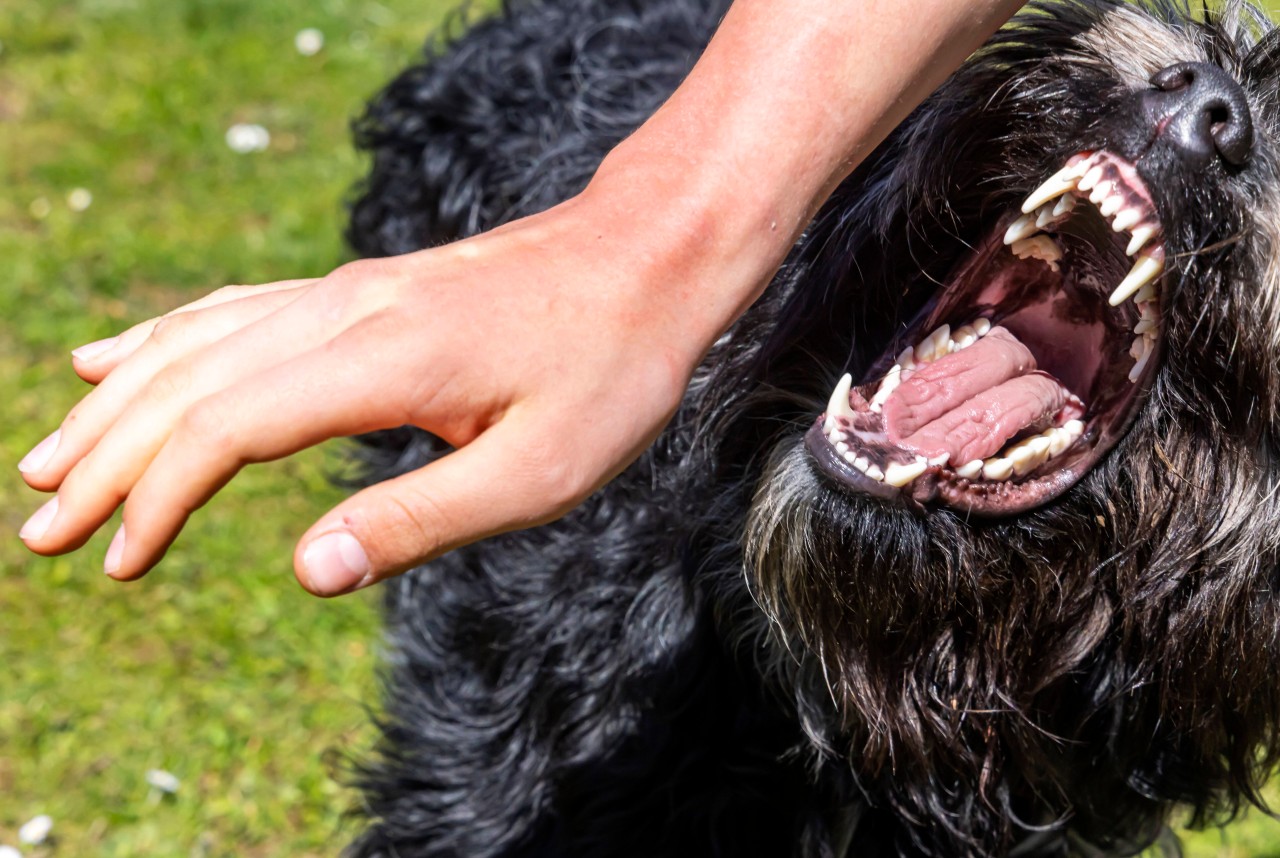 Ein Hund hat in den USA für eine schreckliche Tragödie gesorgt. (Symbolbild)