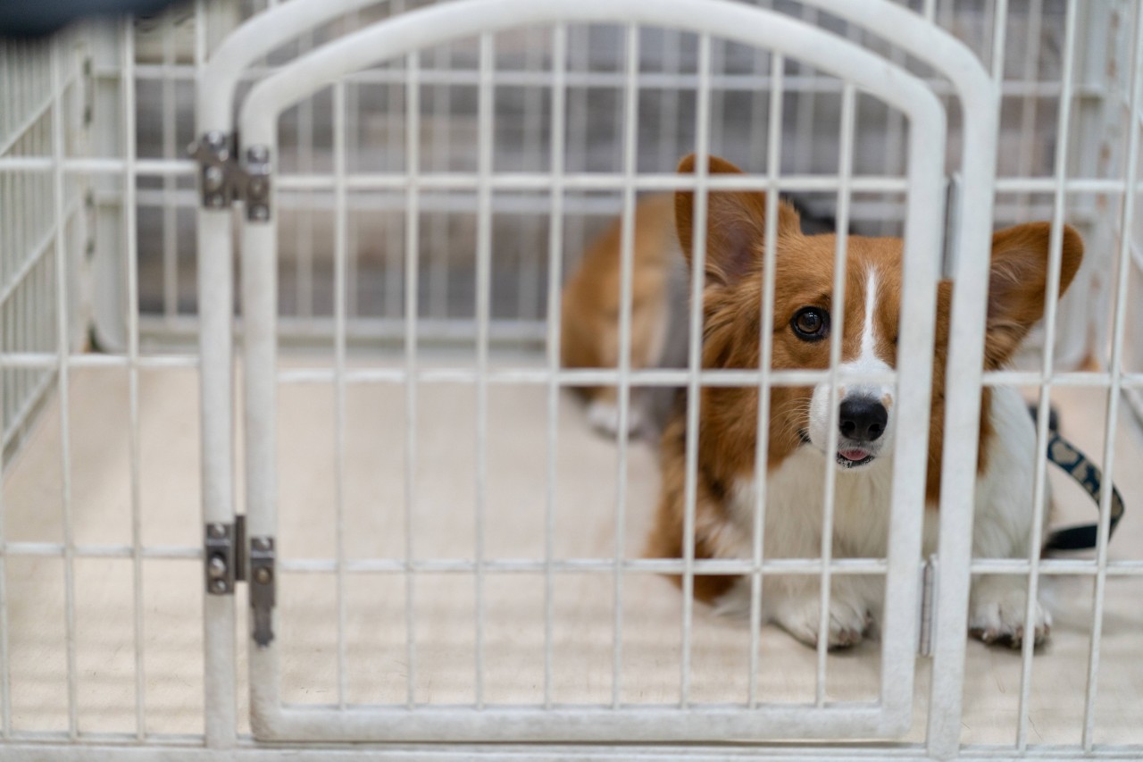 Hund ausgesetzt: Der Corgi war in schlechten Zustand. Seine Vorbesitzer hatten ihn anscheinend über einen längeren Zeitraum vernachlässigt. (Symbolbild)