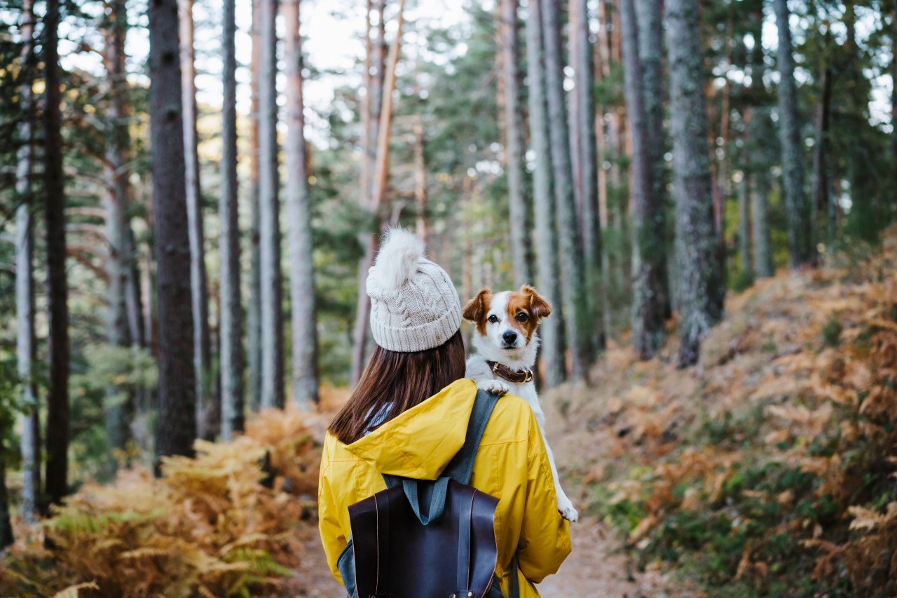 Ein Spaziergang im Wald wurde plötzlich brandgefährlich für eine Frau und ihren Vierbeiner. (Symbolbild)