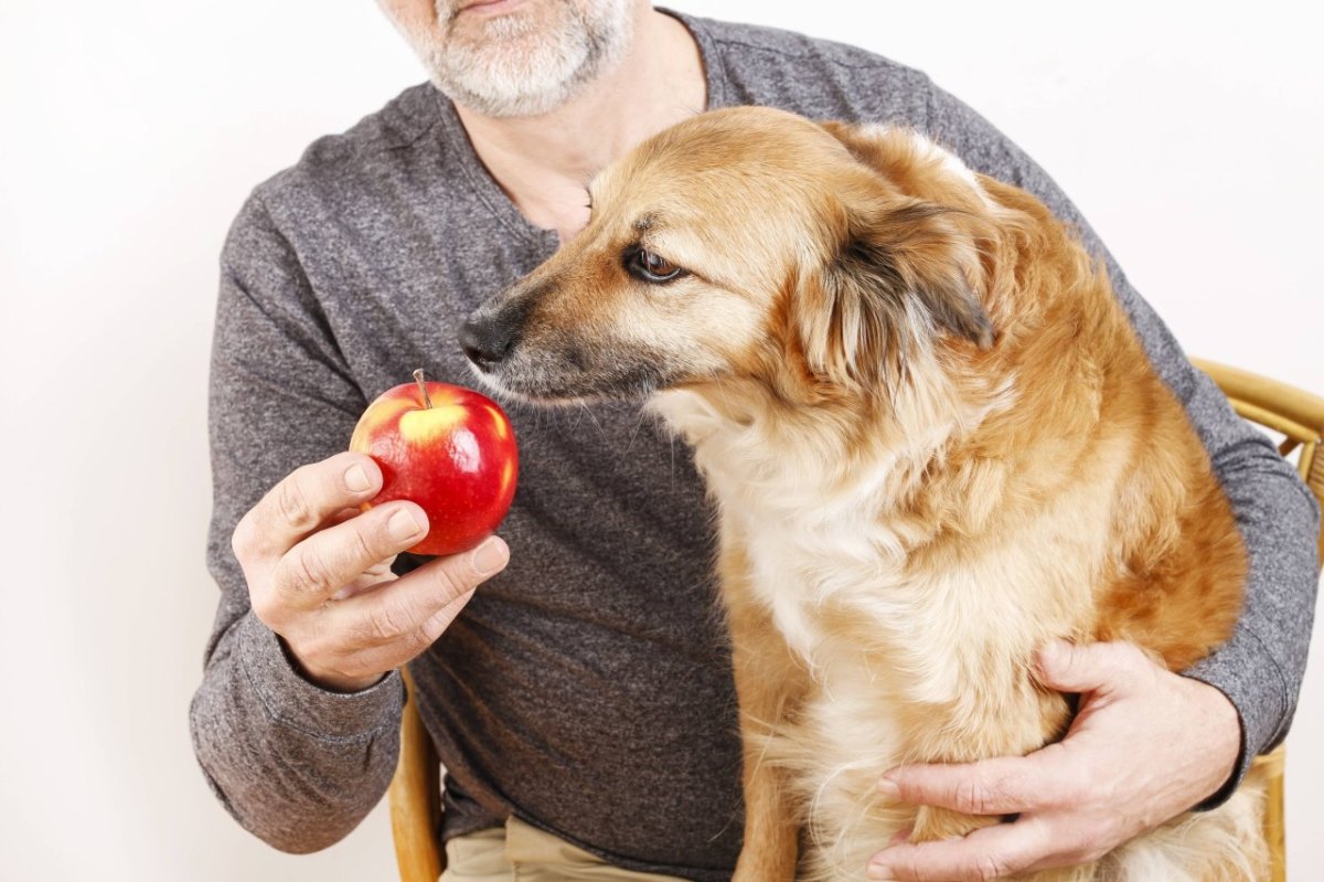 hund-futter-vegan-vegetarisch