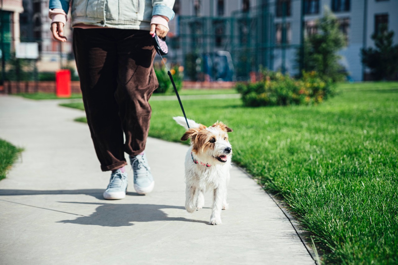 Eine Gassi-Runde mit dem Hund kann ganz schön gefährlich werden. (Symbolbild)