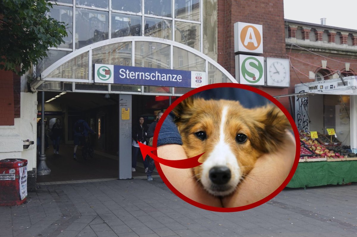 hund hamburg.jpg