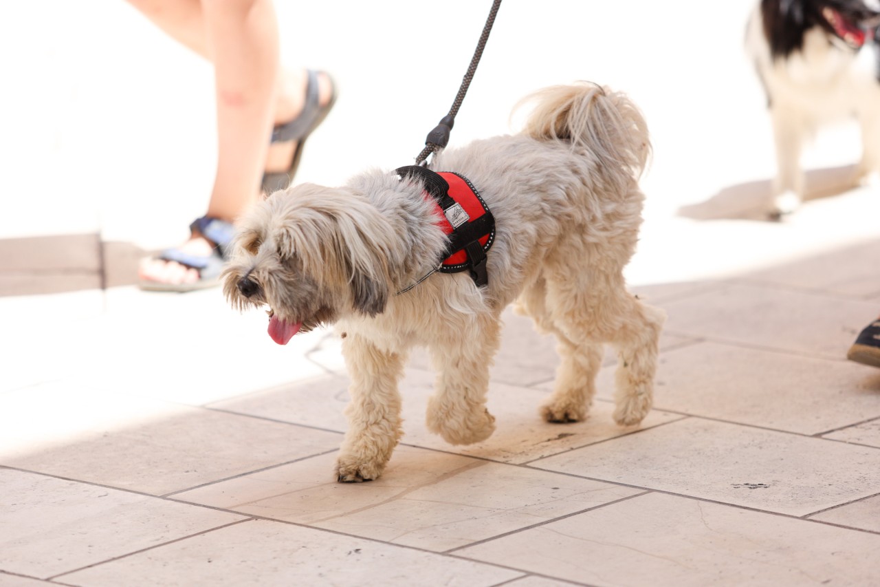 Ein Hitzschlag kann auch für einen Hund gefährlich werden. (Symbolbild)