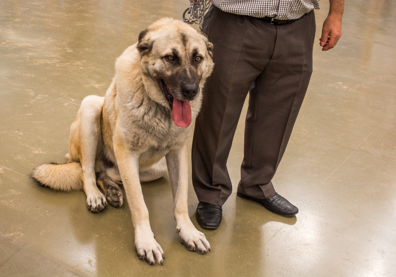 Kangal-Rüde Effe sucht dringend ein neues Zuhause. Seine Rückkehr ins Tierheim Nürnberg hat einen traurigen Grund. (Symbolbild)