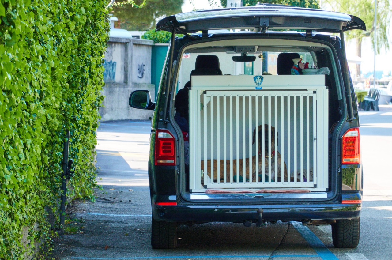 Hündin Meggie schlief im geparkten Auto – doch die Rückkehr zum Parkplatz wurde für den Halter zu einer bösen Überraschung. (Symbolbild)