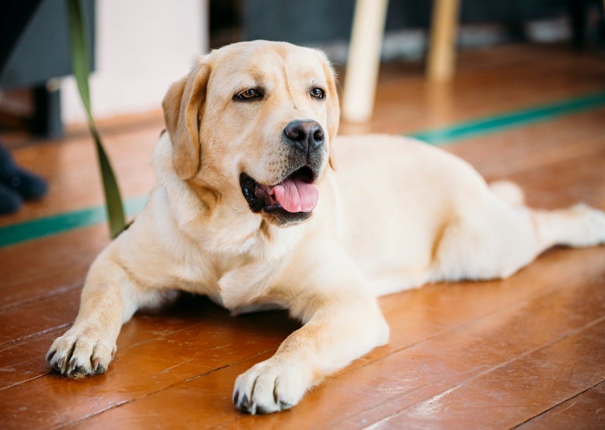 hund-labrador.jpg