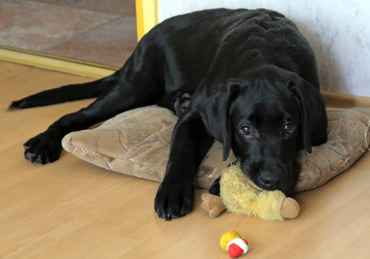 hund-labrador