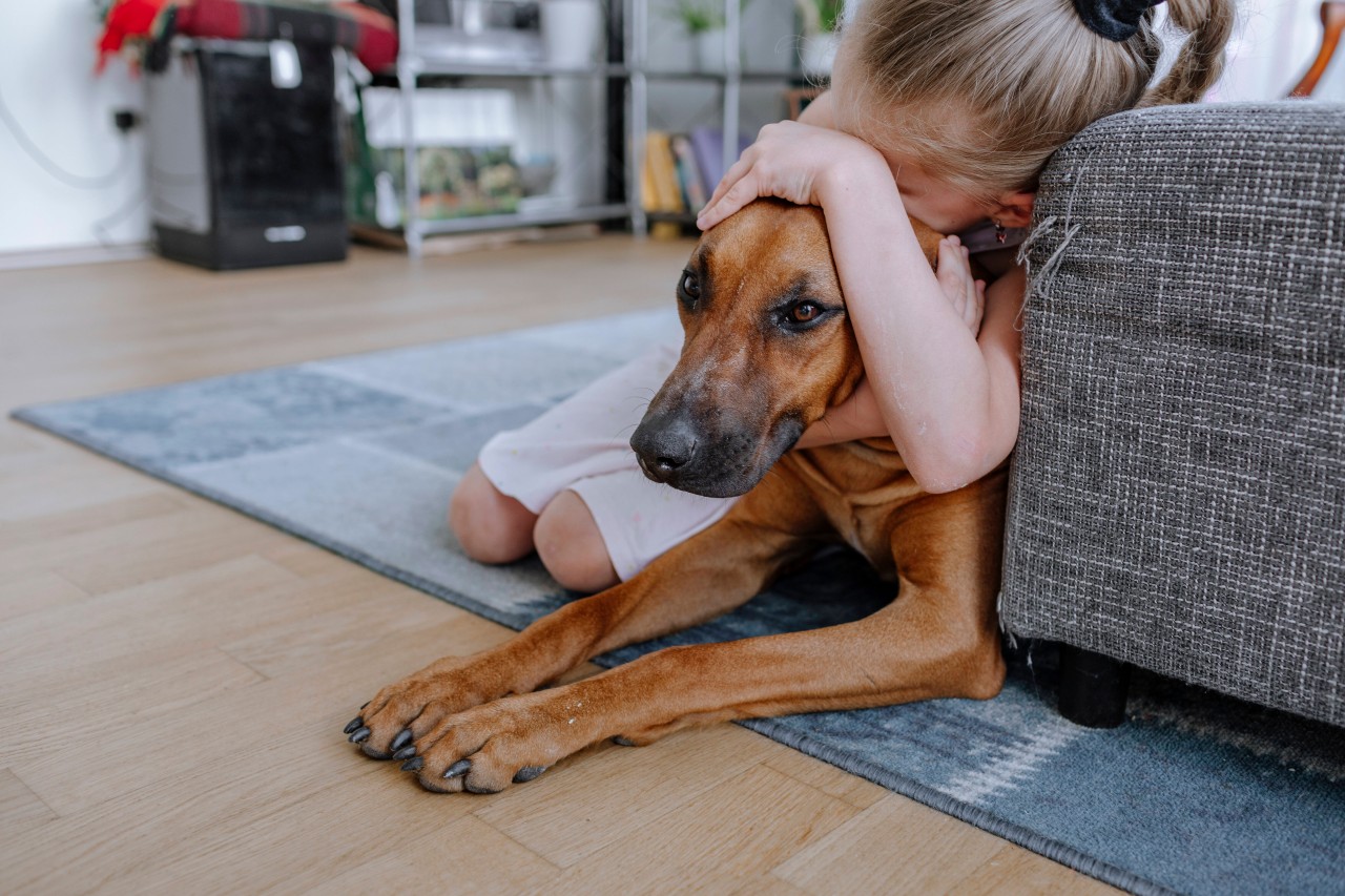 Ein Mädchen blieb allein mit dem Hund in einem Zimmer. Dann kam es zum Angriff. (Symbolbild)