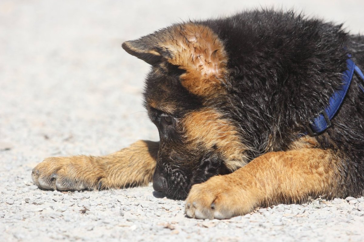 hund-ranger.jpg