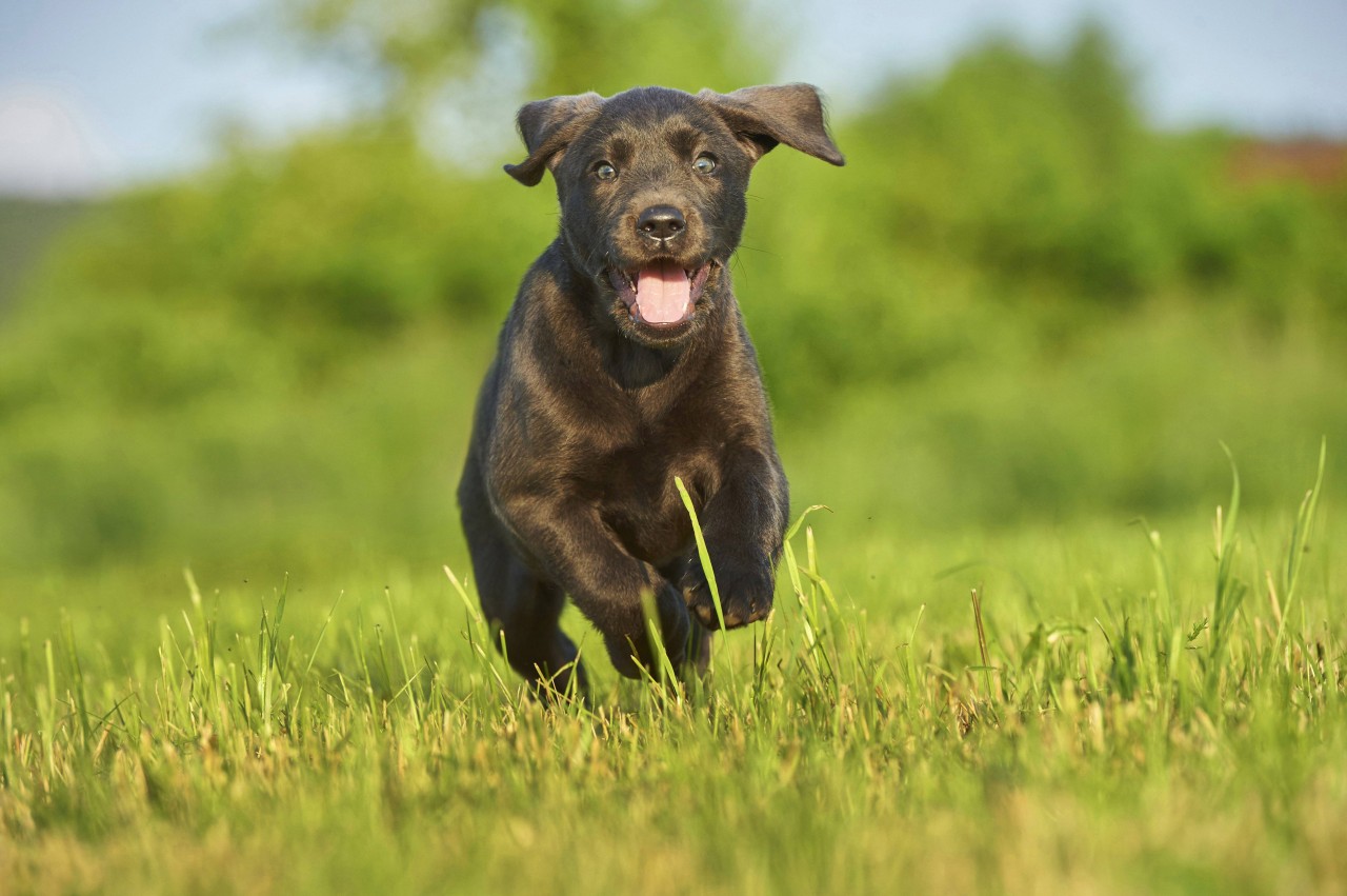 Im Ruhrgebiet gibt es viele Hunde-Liebhaber. Doch wo kannst du mit deinem Vierbeiner am besten zum Auslauf hingehen? (Symbolbild)