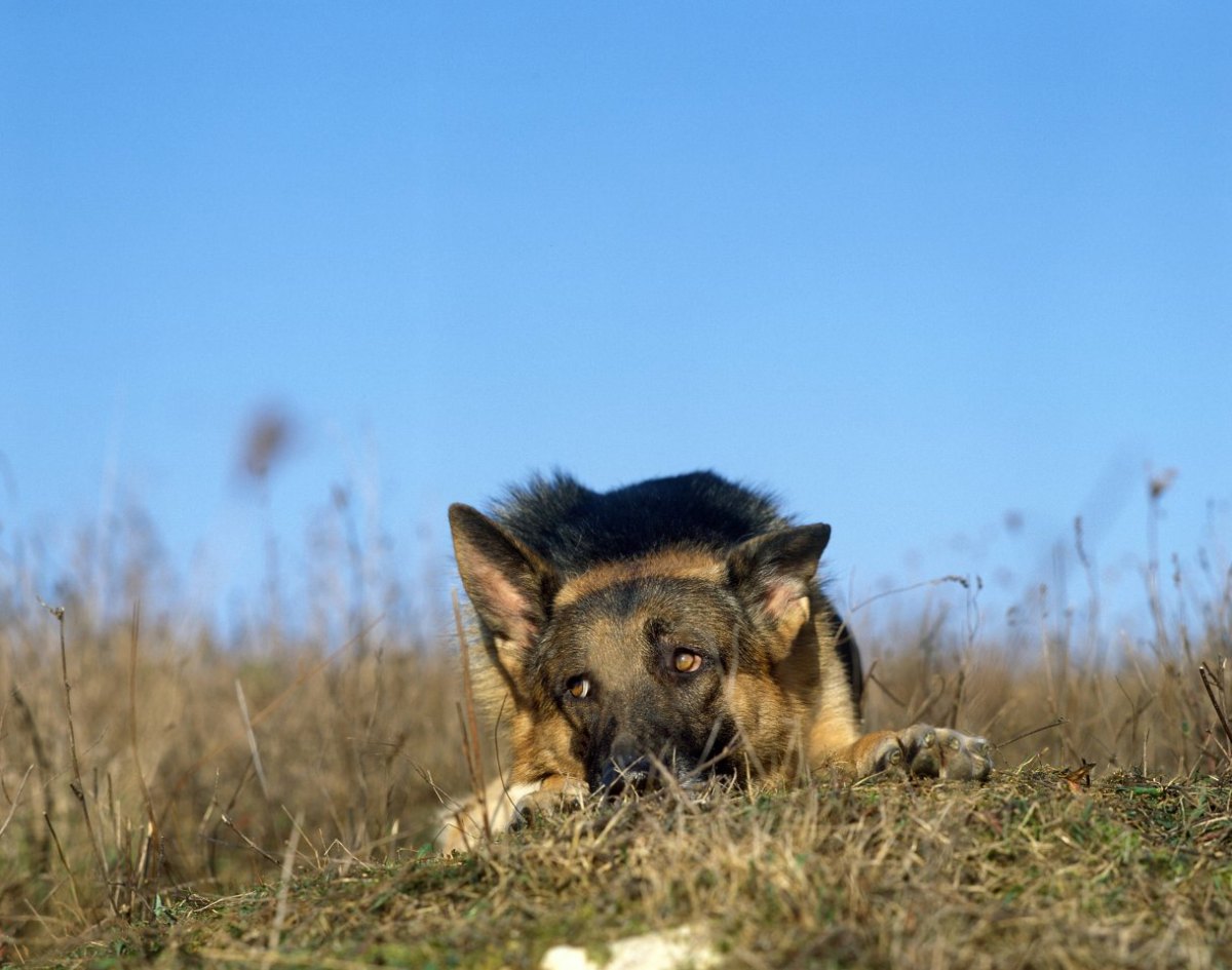 hund-schaeferhund-pfote.jpg