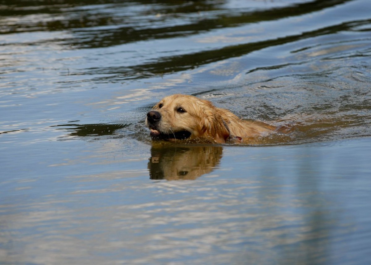 hund see.jpg