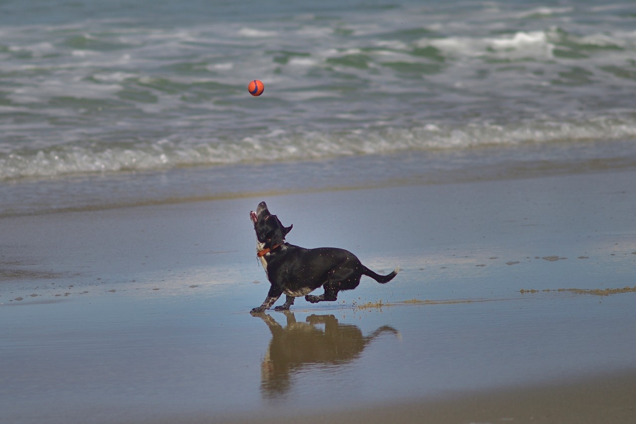 Thomas Steinkamp wollte es seinem Hund ermöglichen, am Strand zu toben. (Symbolbild) 