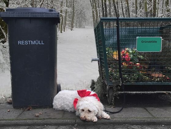 hund-tierheim.jpeg