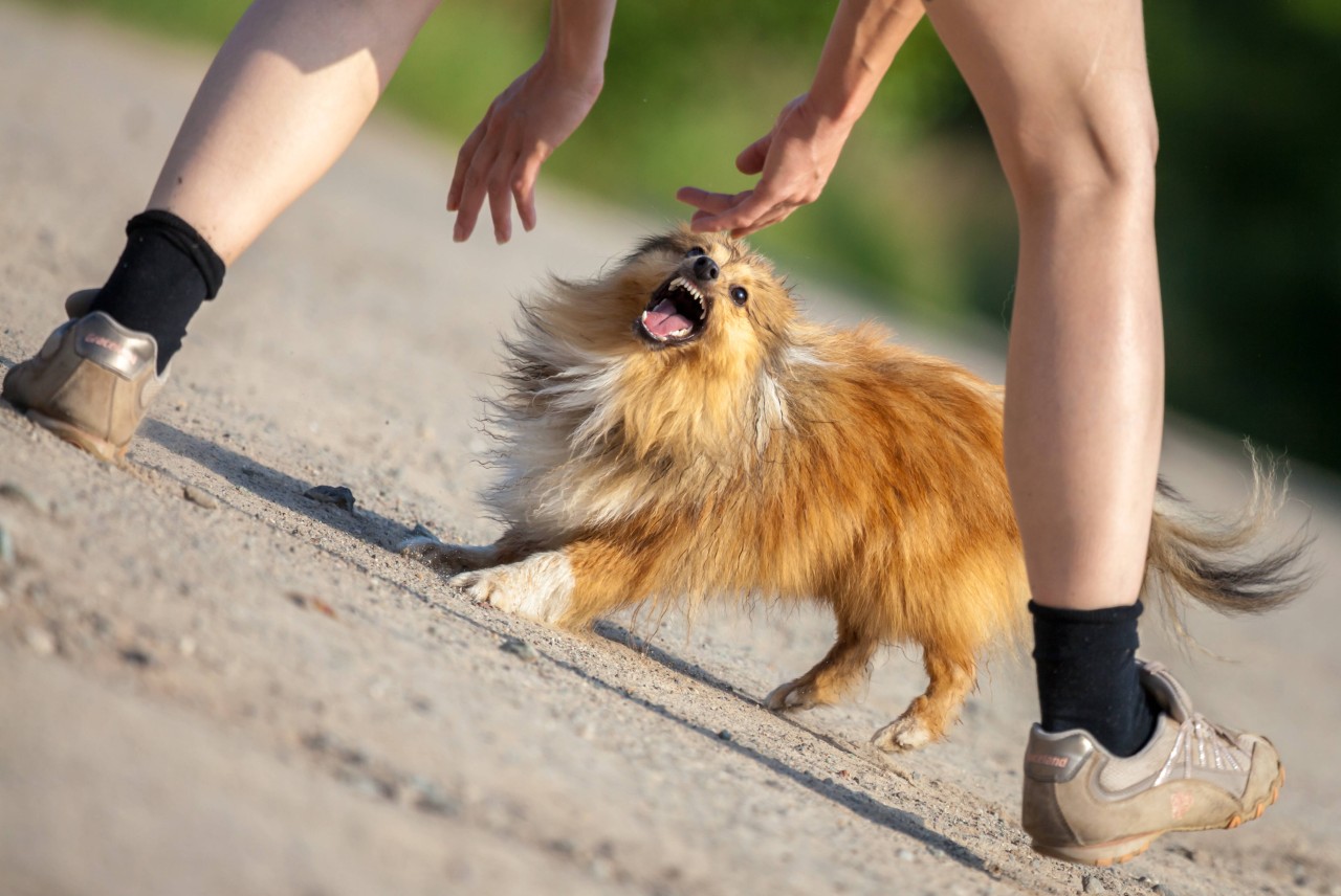 Hund: Dieses TikTok-Video solltest du besser nicht nachmachen. (Symbolbild)