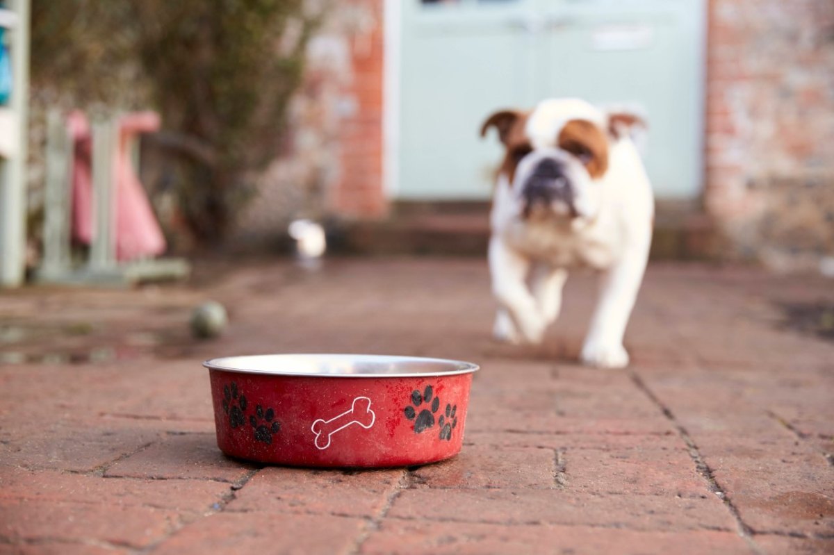 hund vegetarisch ernähren.jpg