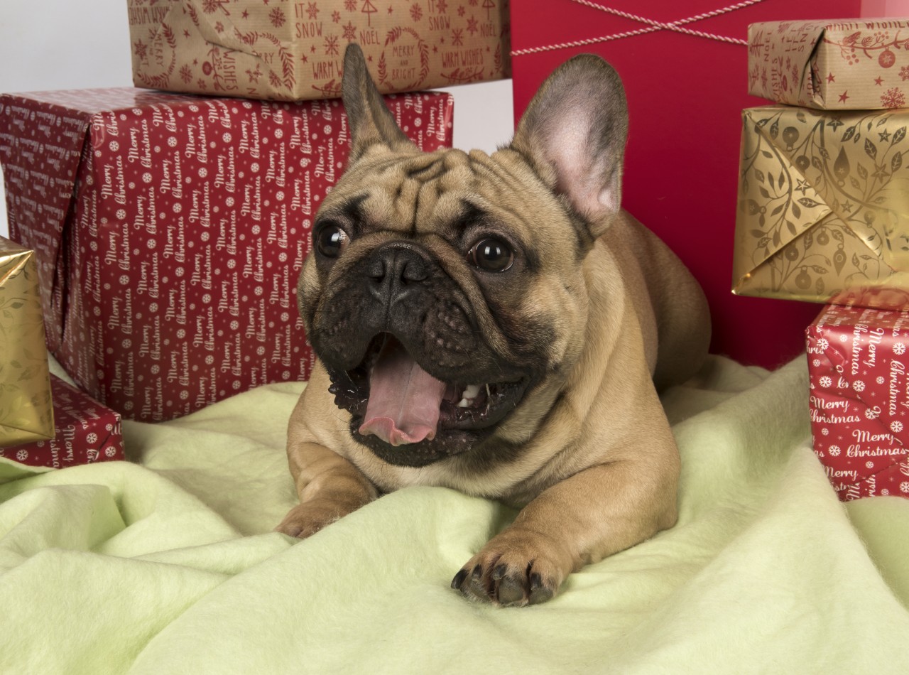 Ein Hund ist kein Geschenk, findet der Tierschutzverein in Hamburg.