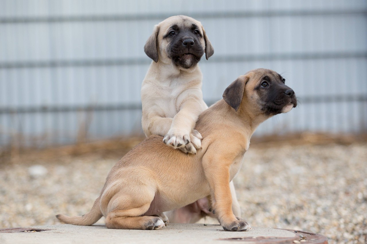 Hund: Kangal-Welpen. 