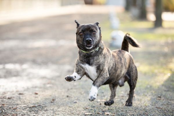 Jack Russell Terrier-Mix Toto leidet unter Epilepsie.