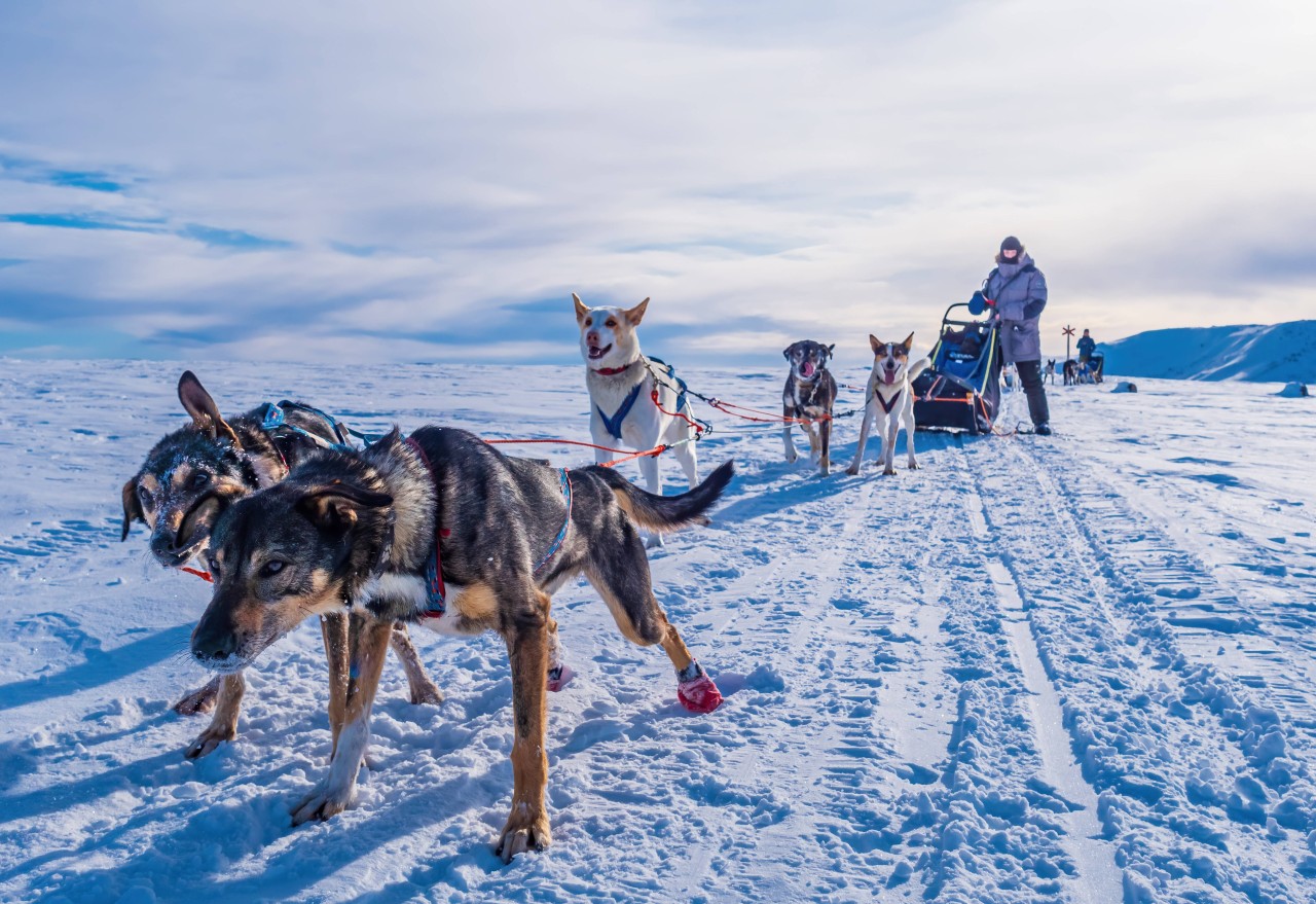 Mit ihrer eigenen Husky Farm erfüllten sich Monika und Torben einen großen Traum. (Symbolbild)