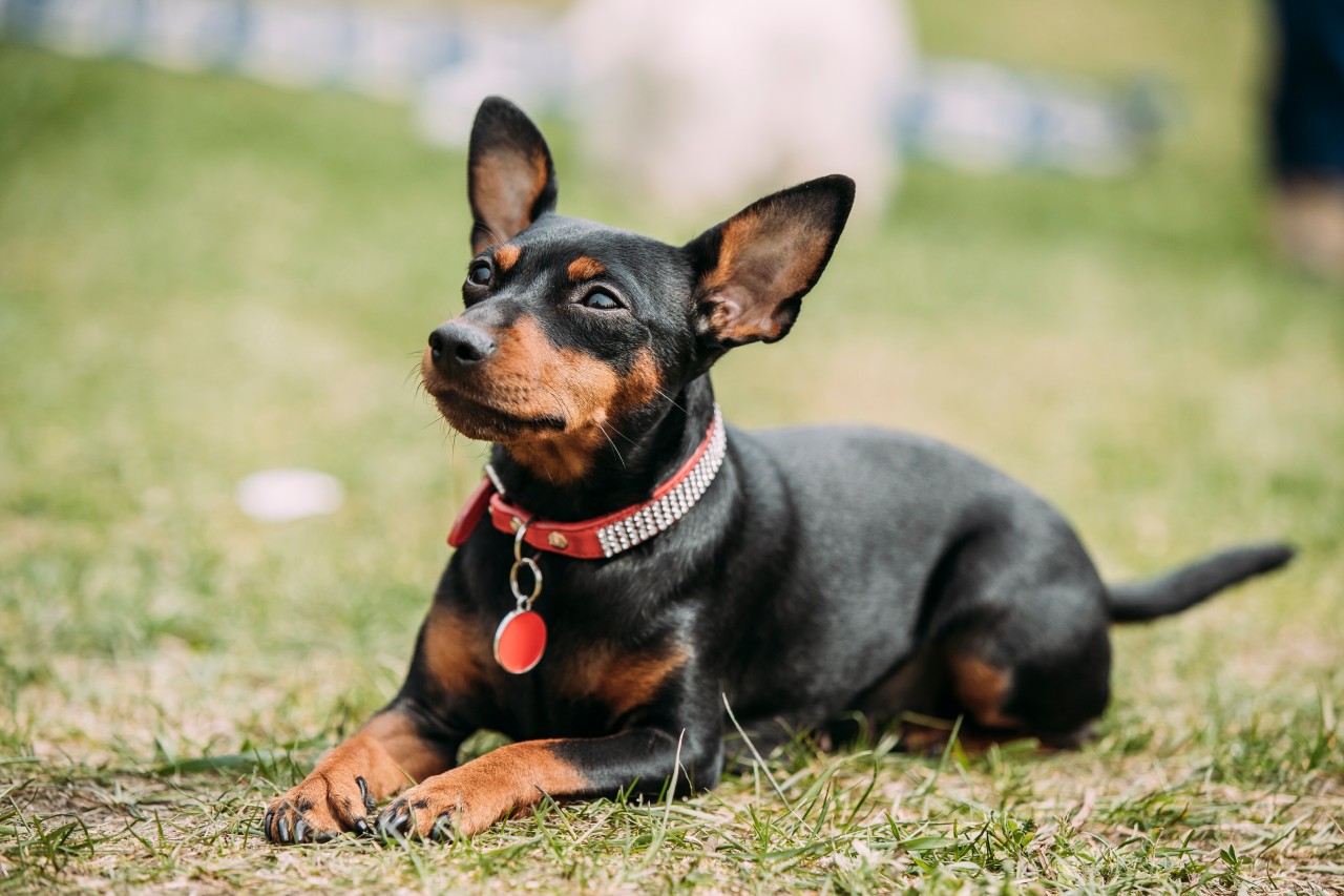 Hundehalter tritt den Hund einer anderen Spaziergängerin zu Tode! (Symbolbild)