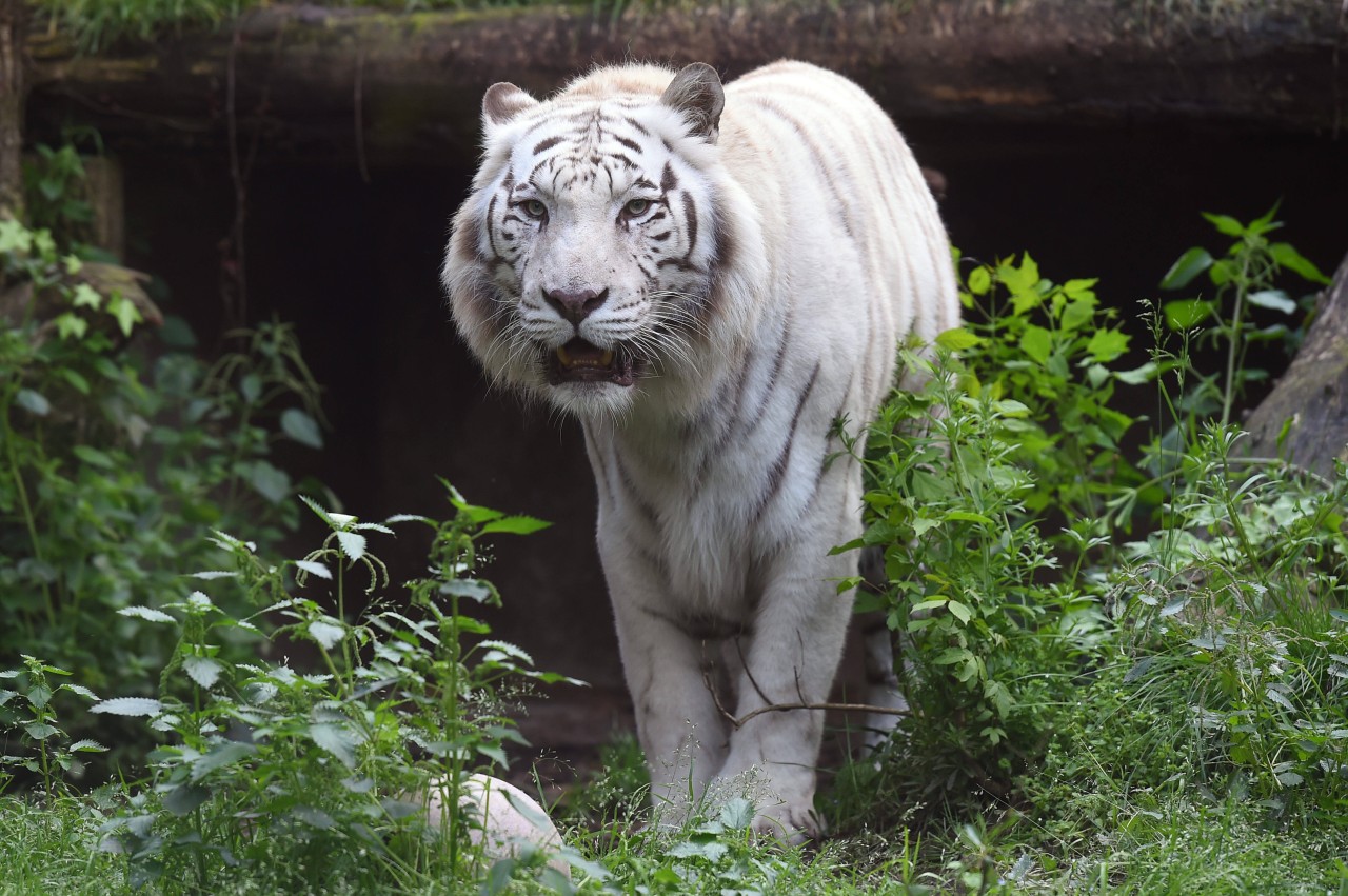 Da waren die Tiger bestimmt schon ganz aufgeregt. (Symbolbild)