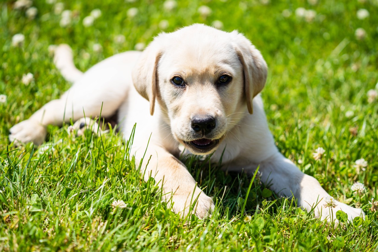 Minderjährige verkauft bei Ebay einen kranken Labrador-Welpen. Tierschützer vermuten Schlimmes. (Symbolbild)