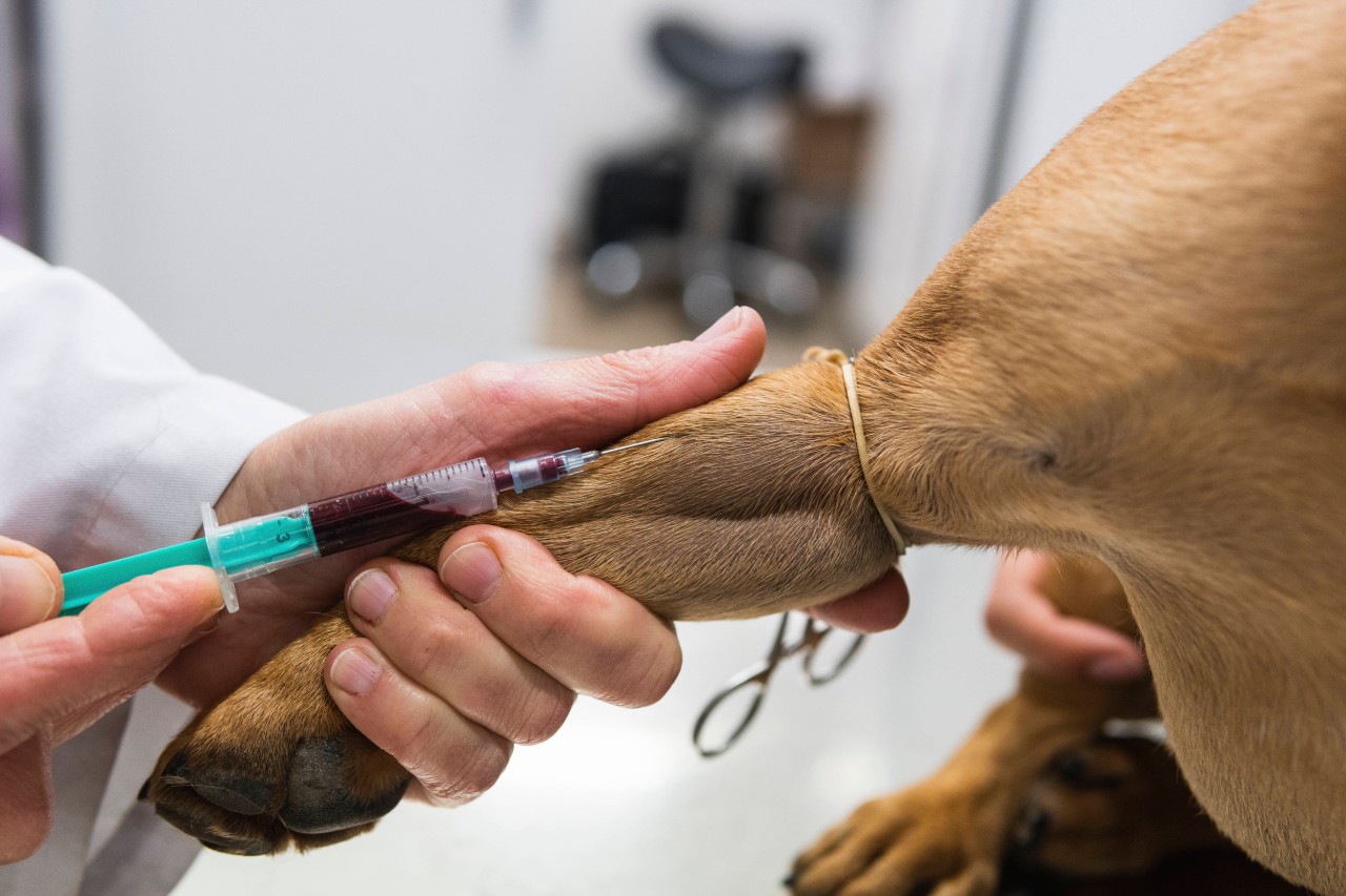 Ein Gegengift hat den kleinen Hund retten können. (Symbolbild)