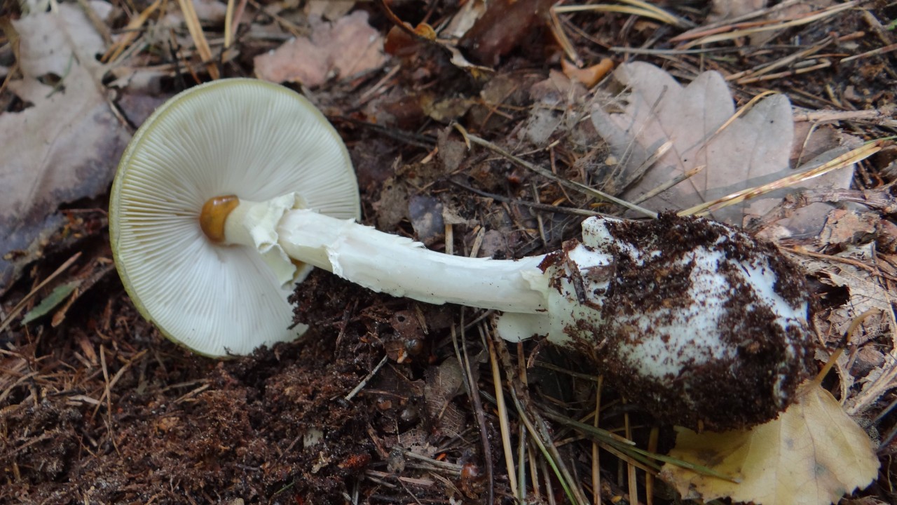 Erkennungsmerkmal: Der Knollenblätterpilz hat weiße Lamellen, der Champignon braune.