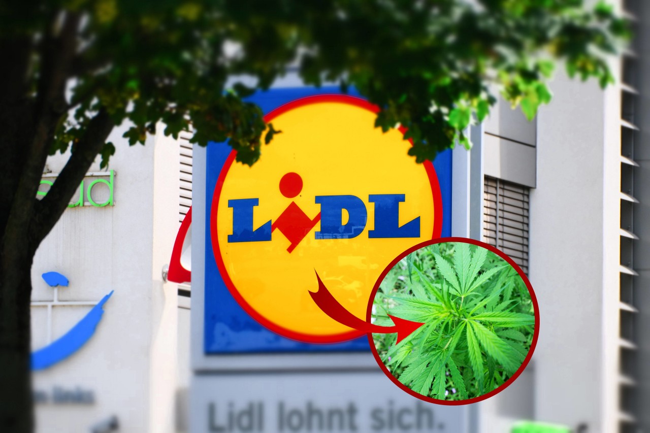 Wegen eines erhöhten THC-Gehalts in einer Reihe von Cannabis-Produkte wurden nun Ermittlungen gegen den Discounter aufgenommen. 