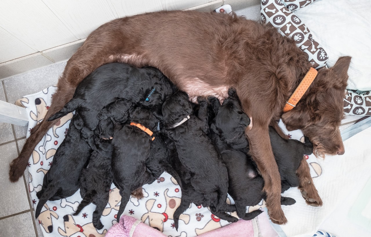 Lotta säugt ihre Babys.