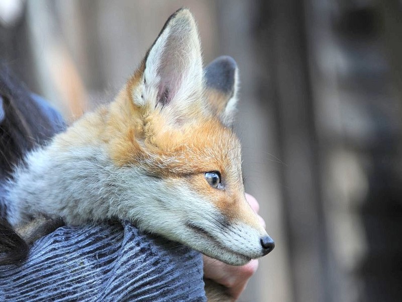 ...diesem Fuchsjungen. Die Tiere werden...