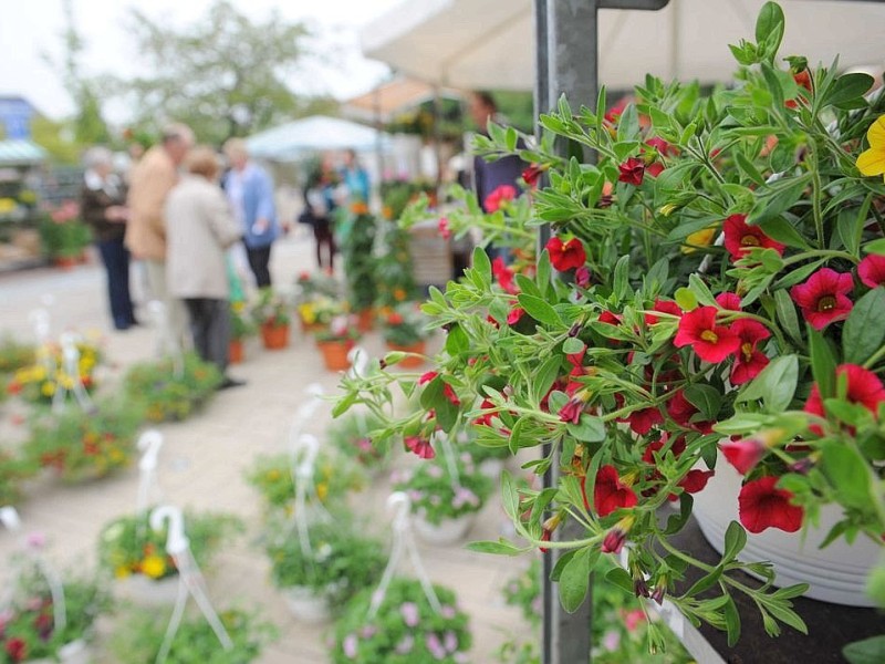 Am Sonntag 29.04.2012 gab es den Blumen- und Bauernmarkt auf dem Rathausparkplatz in Alpen.Foto: Markus Joosten / WAZ FotoPool