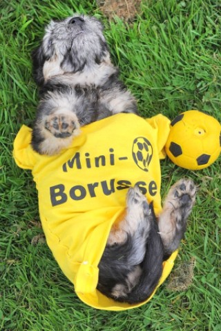 Die Messe Hund und Heimtier wird am Freitag, 11. Mai 2012, eröffnet. Zum Fototermin kamen die in BVB Trikots gekleideten Dandie Dinmont Terrier  vor die Westfalenhalle.Foto: Franz Luthe