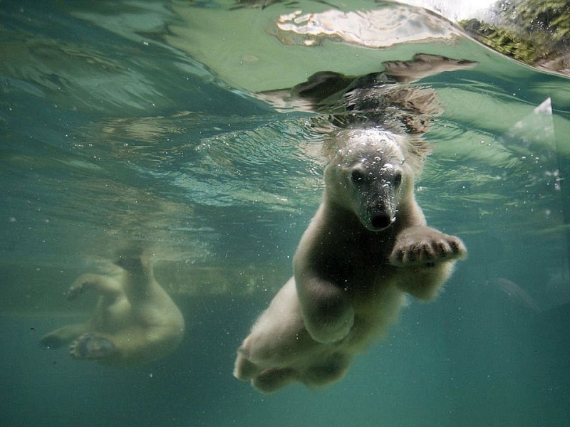 Unter der Aufsicht von Mutter Vilma erkundet das Anfang Januar geborene Eisbärmädchen Anori im Wuppertaler Zoo zum ersten Mal das große Außengehege und hat beim Plantschen im Wasser viel Spaß.