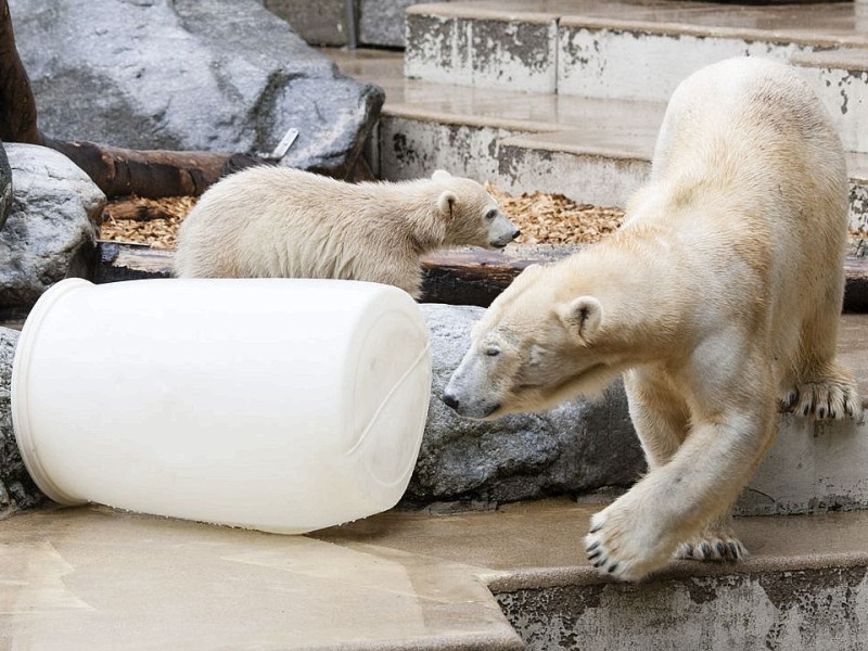 Unter der Aufsicht von Mutter Vilma erkundet das Anfang Januar geborene Eisbärmädchen Anori im Wuppertaler Zoo zum ersten Mal das große Außengehege und hat beim Plantschen im Wasser viel Spaß.